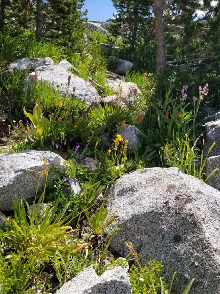 Nature's Rock Garden