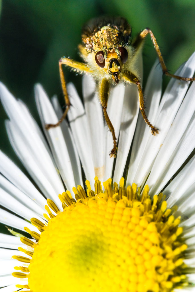 bee on flower