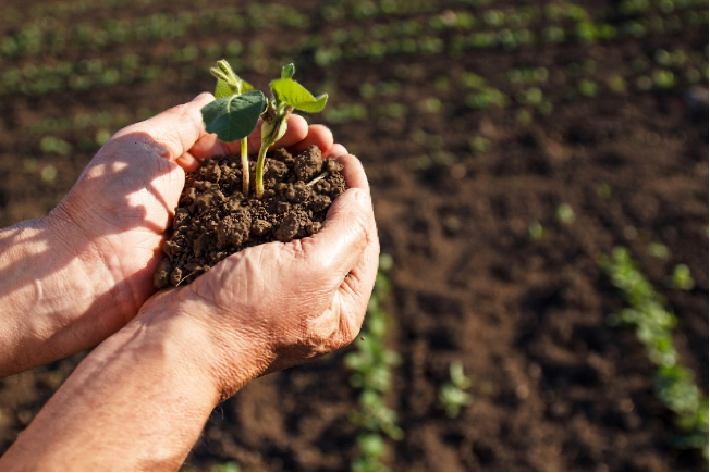 hand holding soil