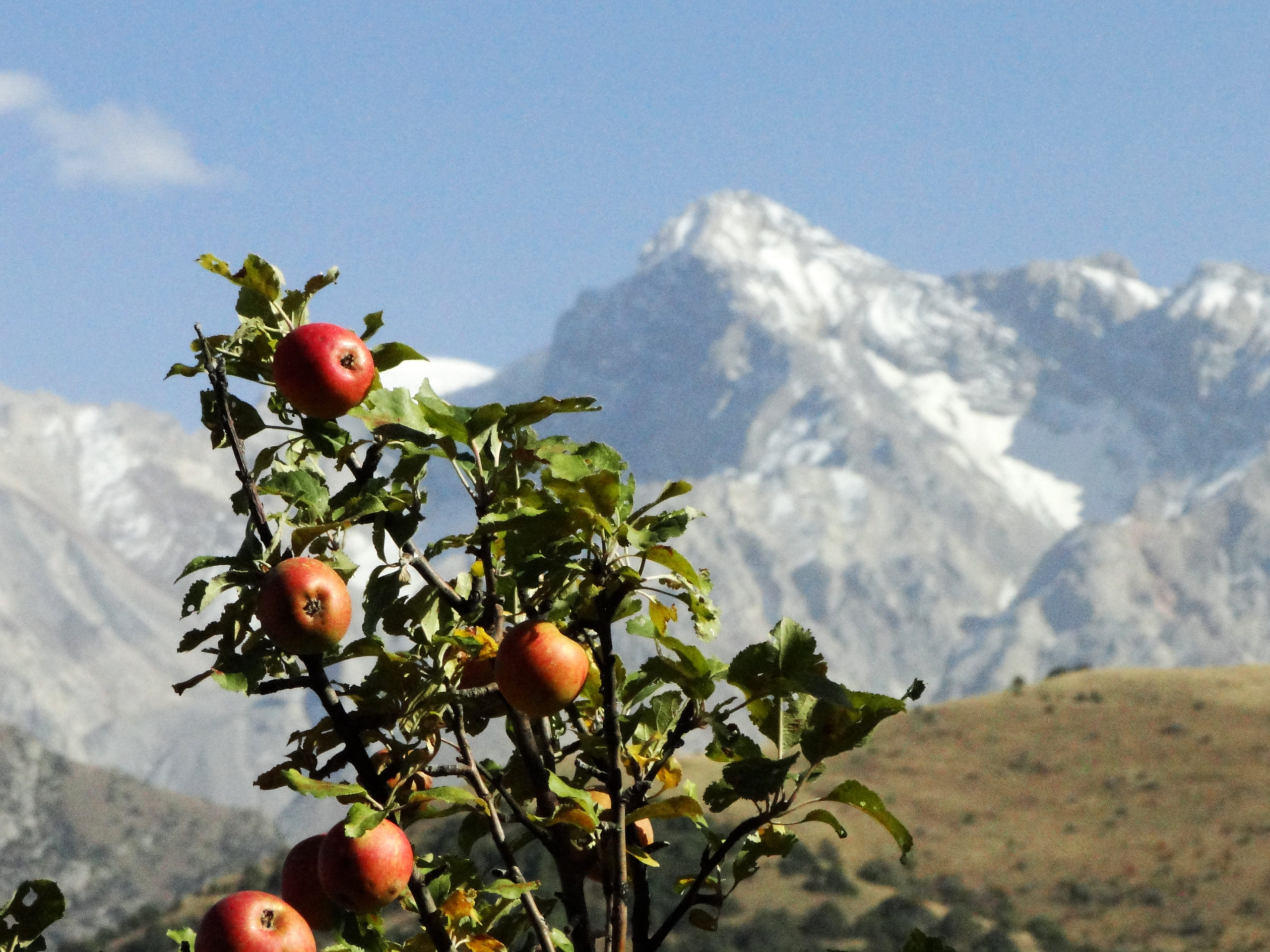 apple tree