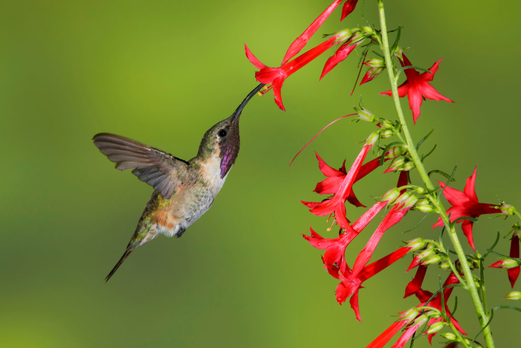 hummingbird