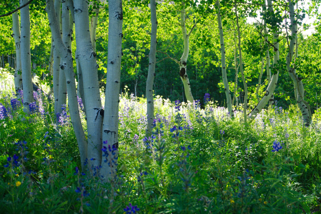 A mountain wildflower meadow and Aspen Grove