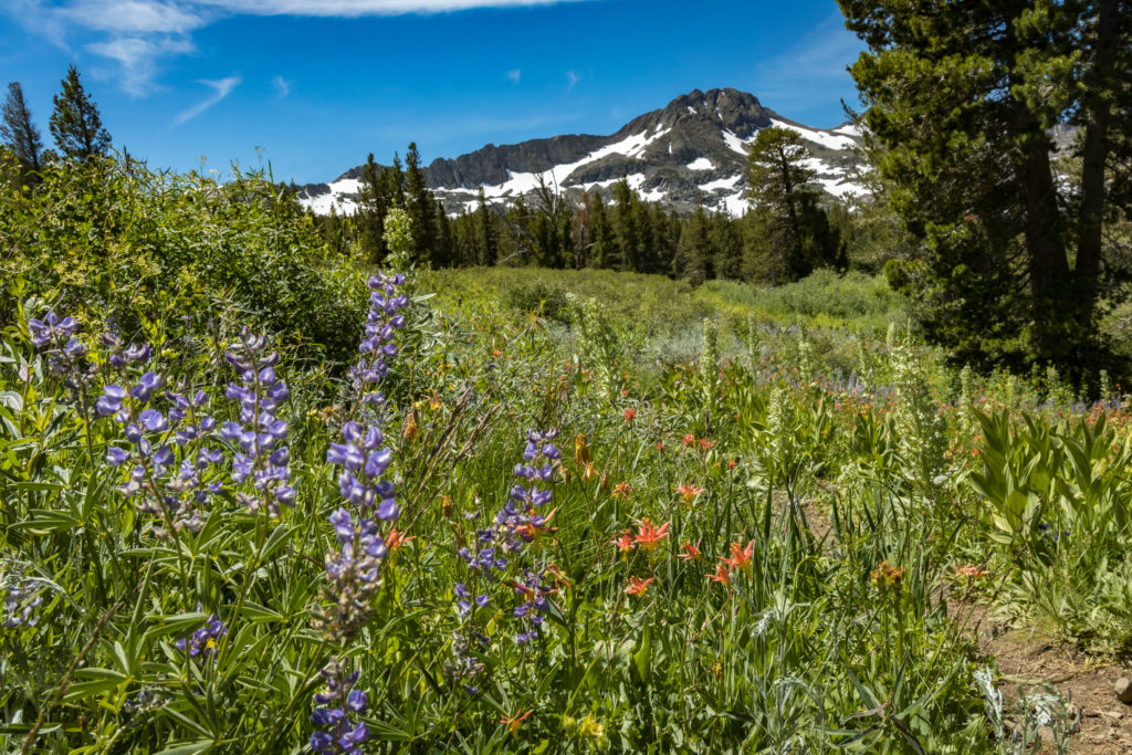 Natural Wildflower Garden - Mokelumne Wilderness, Carson Pass, California