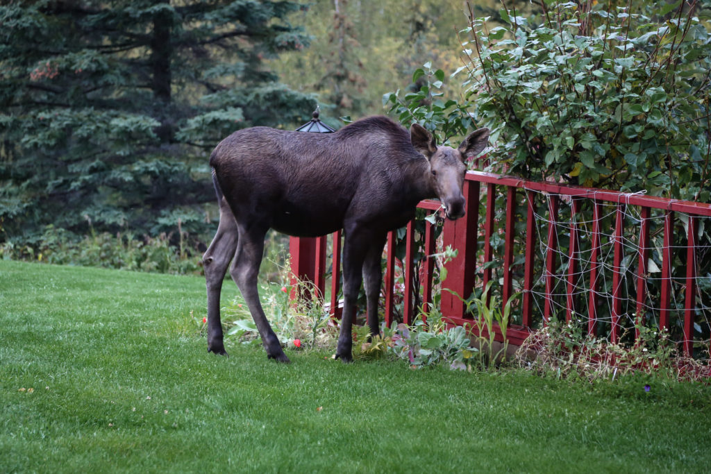 a young moose